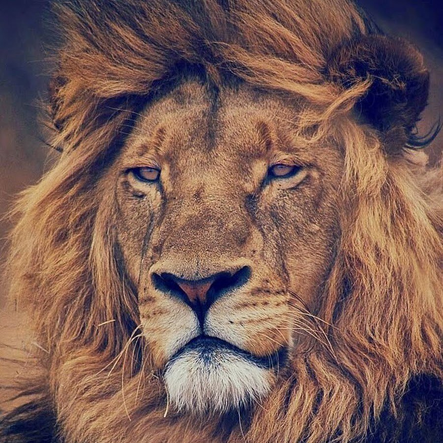 Армянский Лев