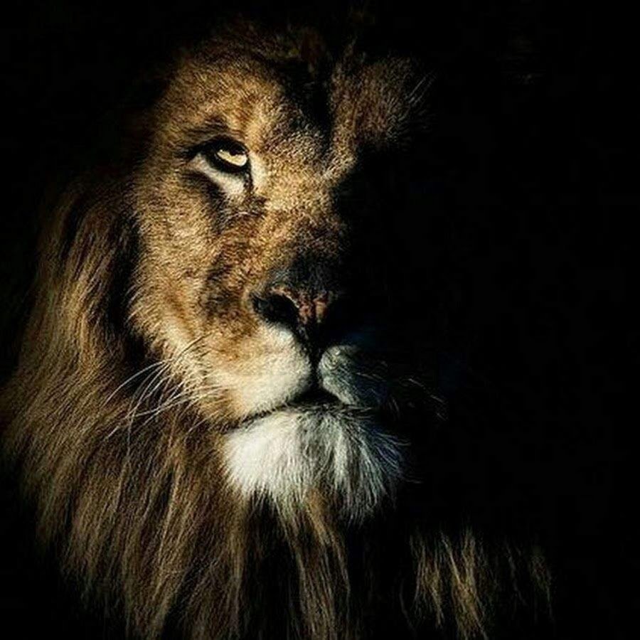 Будущий Лев