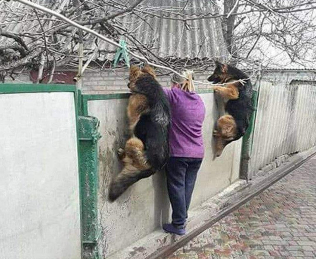 Веселые соседи