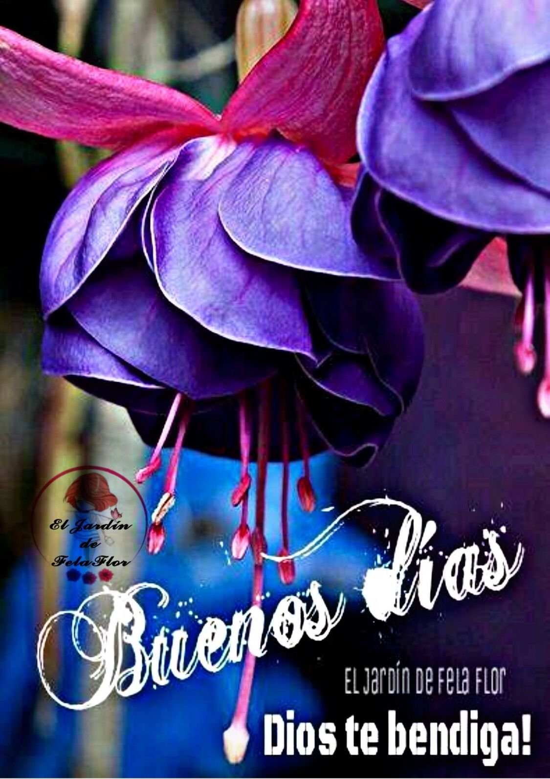 Фуксия Violet Koningin