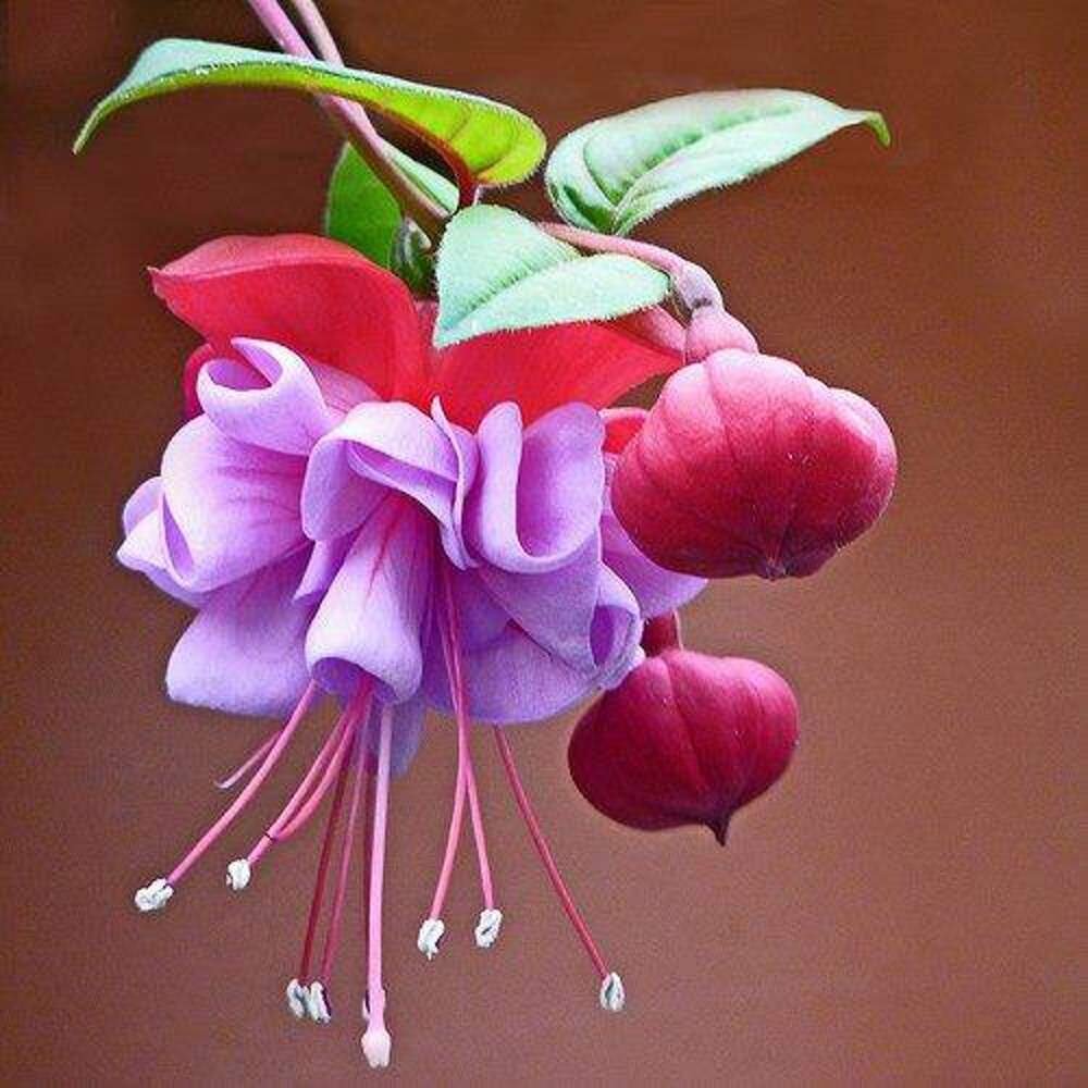 Фуксия Bella Fuchsia Olivia