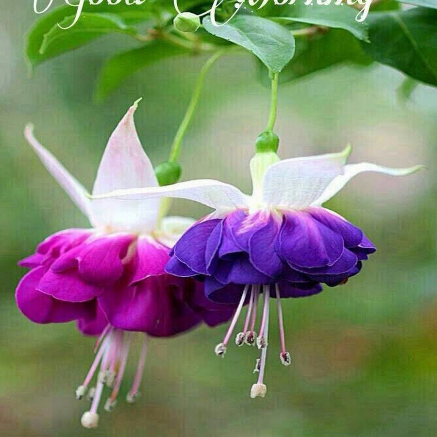 Фуксия Trailing Dark Eyes