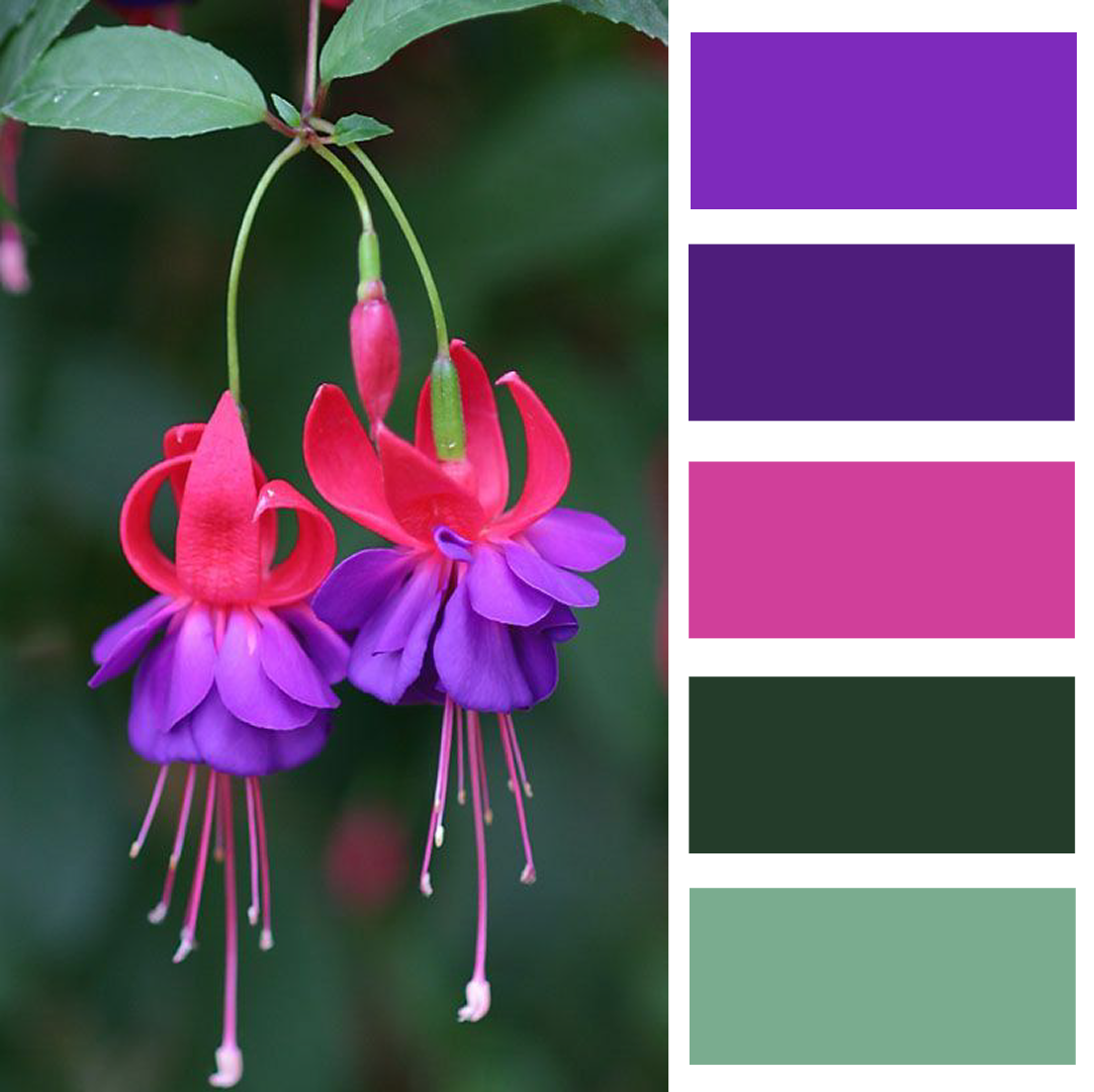 Фуксия Arend Moerman