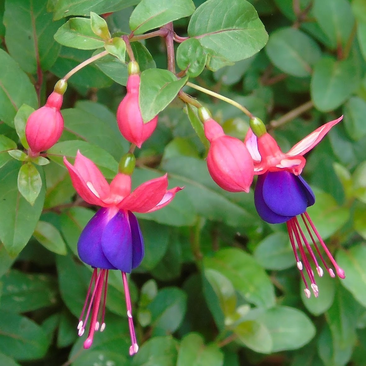 Фуксия Марлис