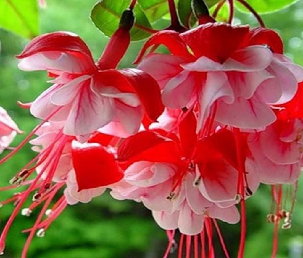 Фуксия Андромеда