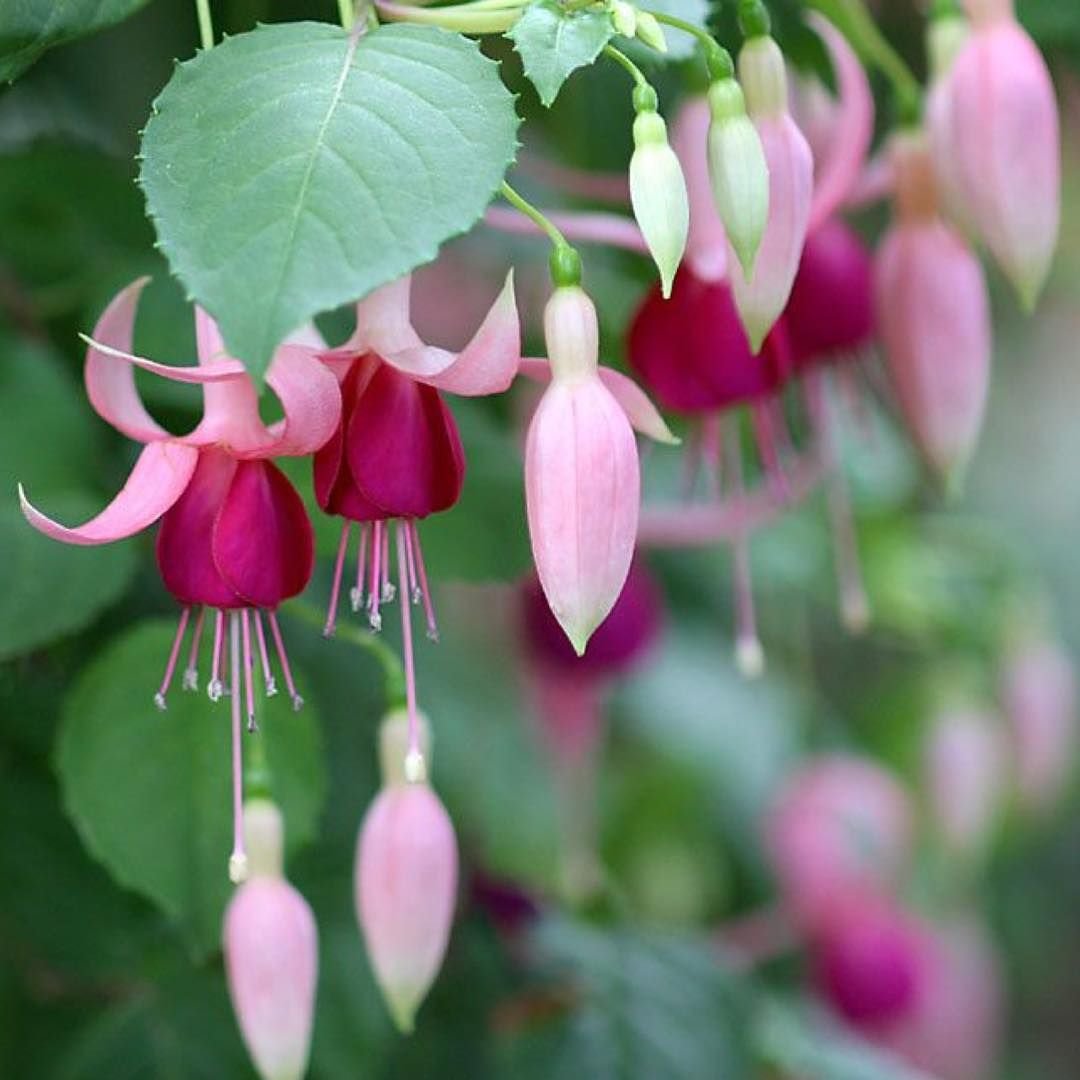 Фуксия комнатное растение