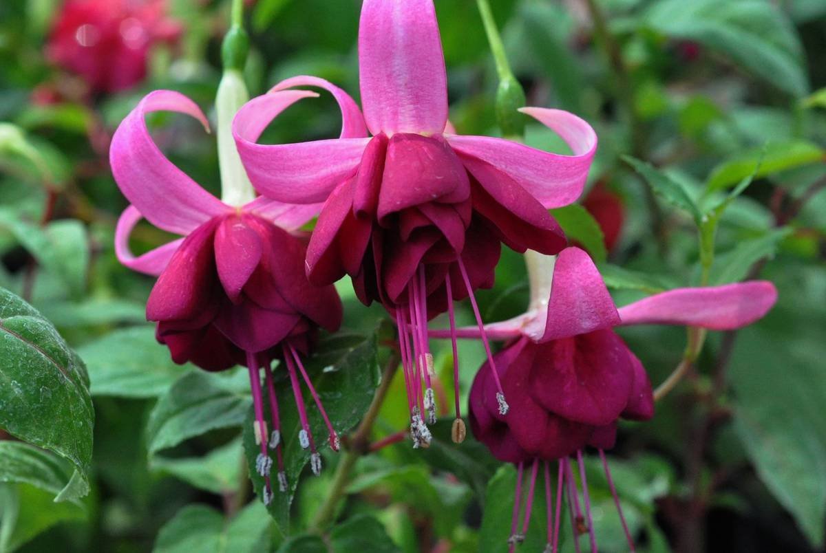 Фуксия perky Pink