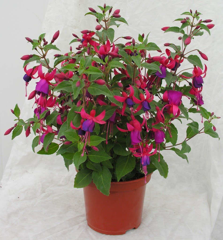 Фуксия сочетание цветов