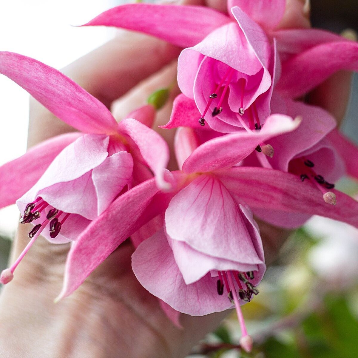 Фуксия Bert's Jeanneke