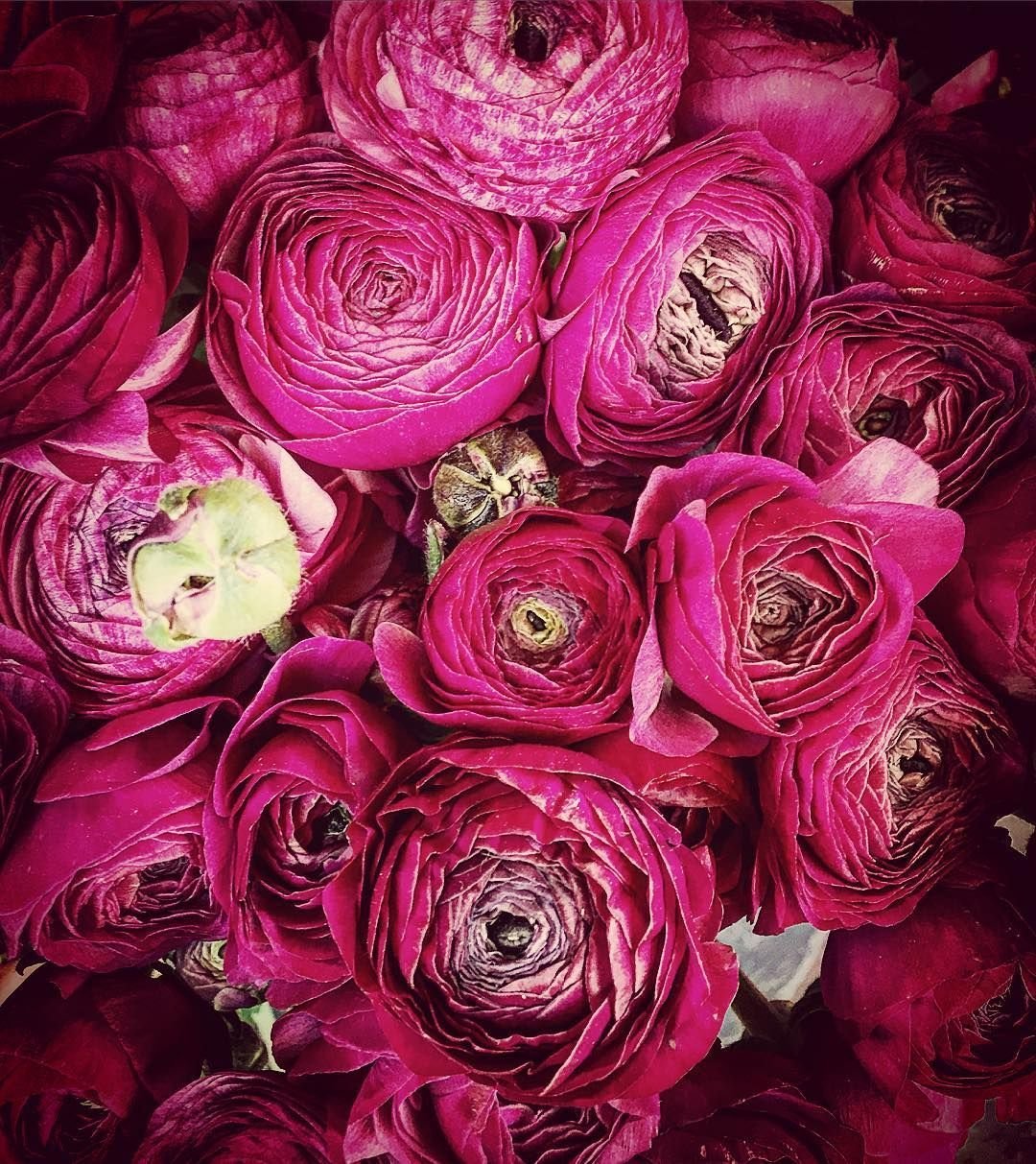 Фуксия giant Rocket Fire