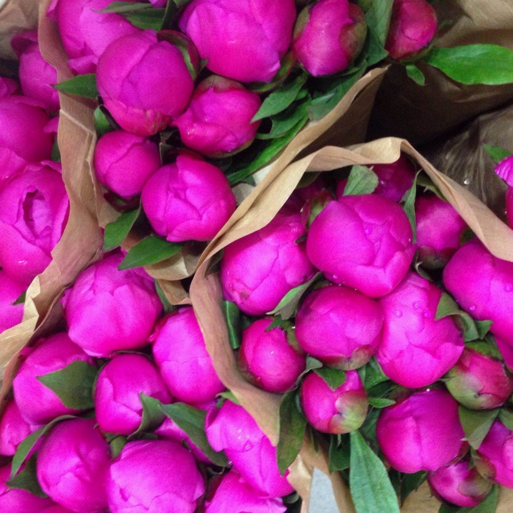 Фуксия Walter Osseman