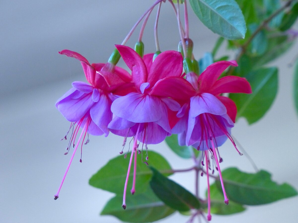 Фуксия Nordseebrandung