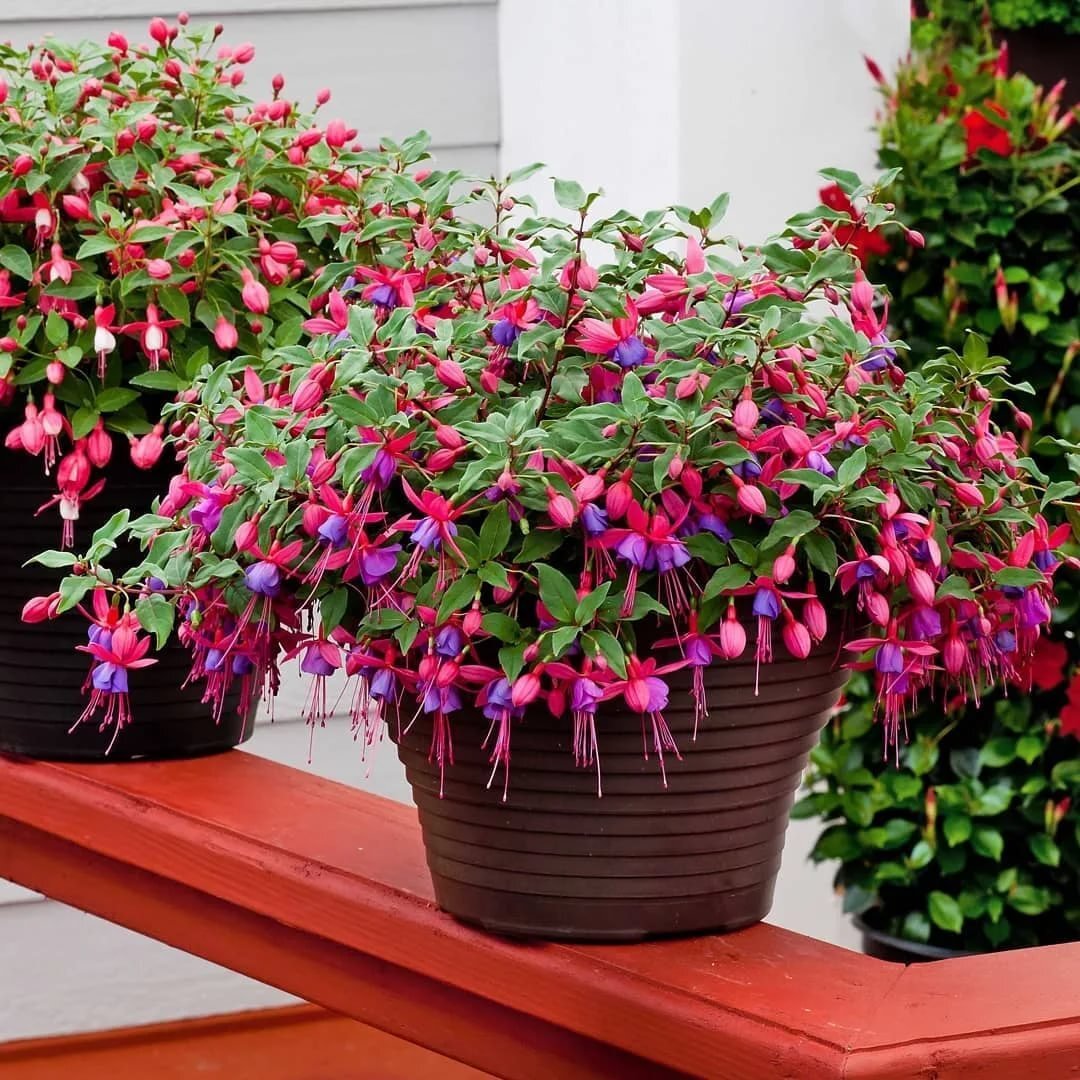 Маникюр фуксия миндаль