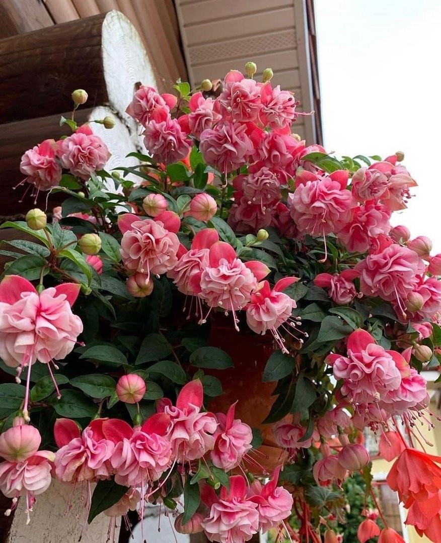 Фуксия Roxana Graman