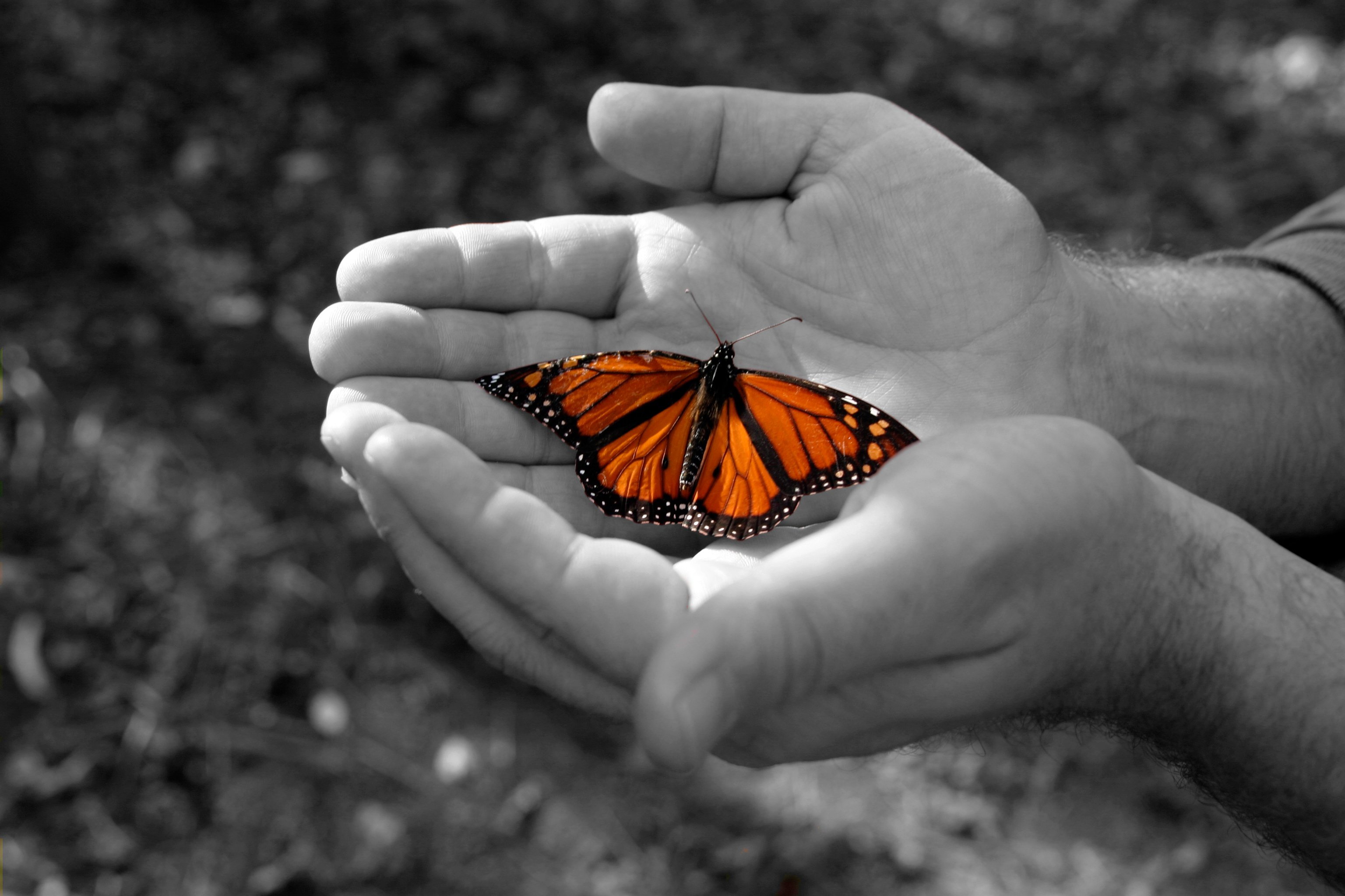 Счастье было в твоих руках. На руку бабочка. Бабочка в твоих руках. Бабочка на ладони. Бабочка на мужской руке.