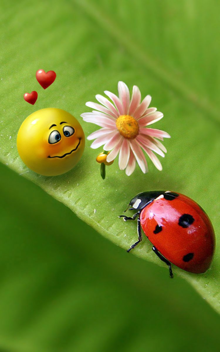 Заставка на рабочий стол Божья коровка