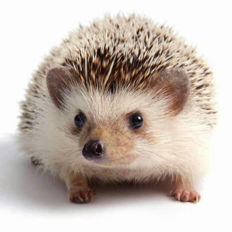 Ежик на белом фоне