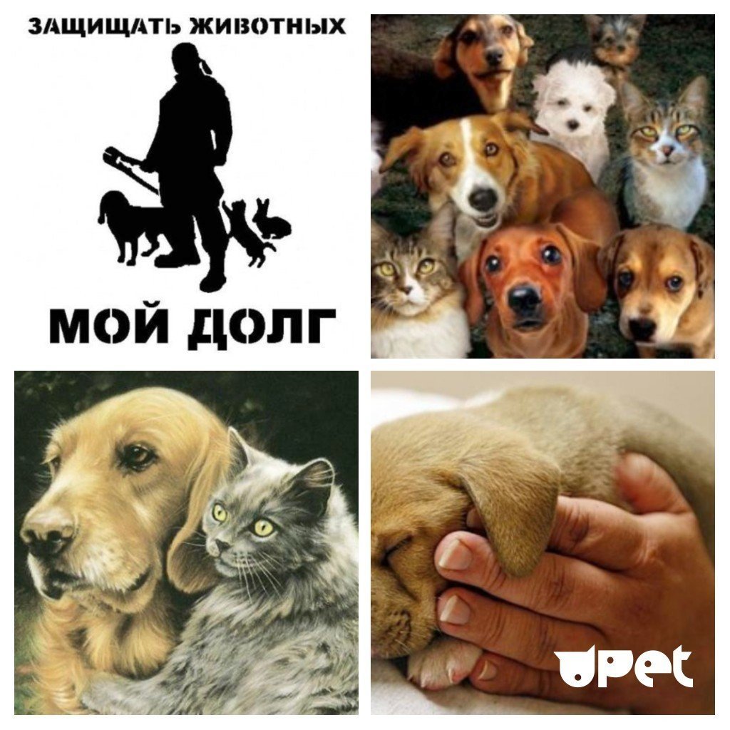 Защита животных