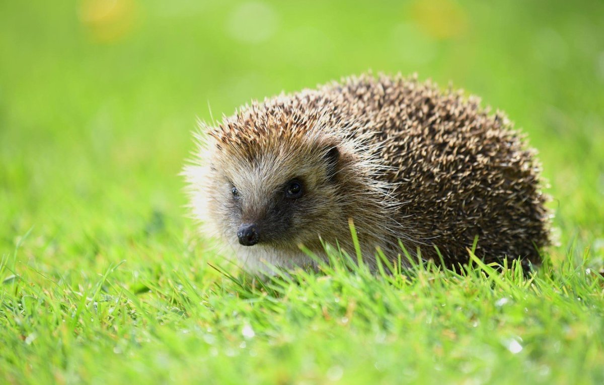 Блинский ёж