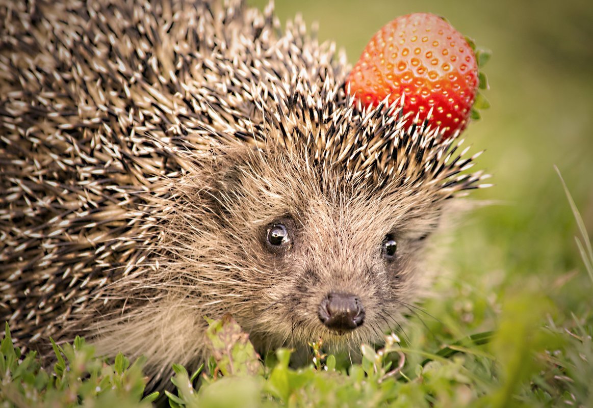 Про ежика всеядного