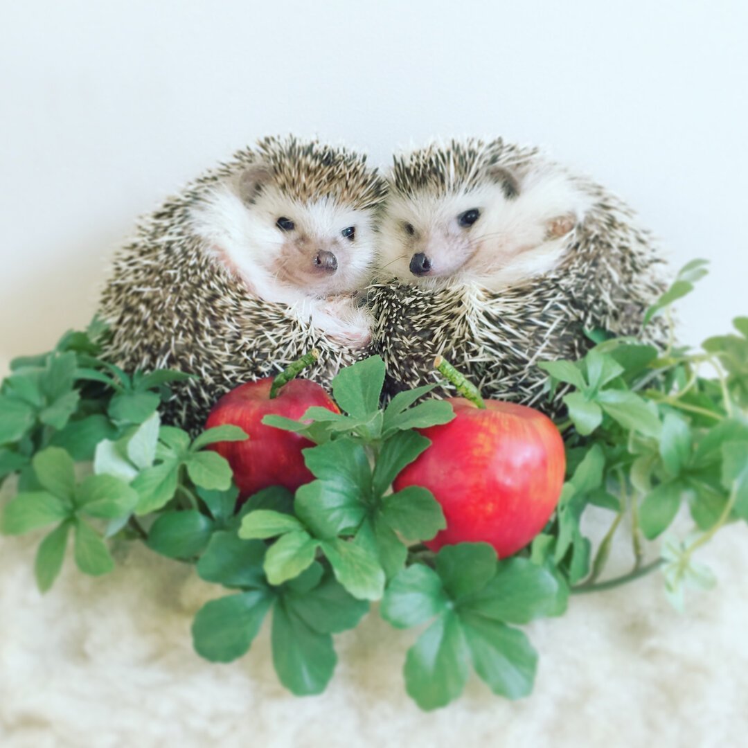 Ежики любовь