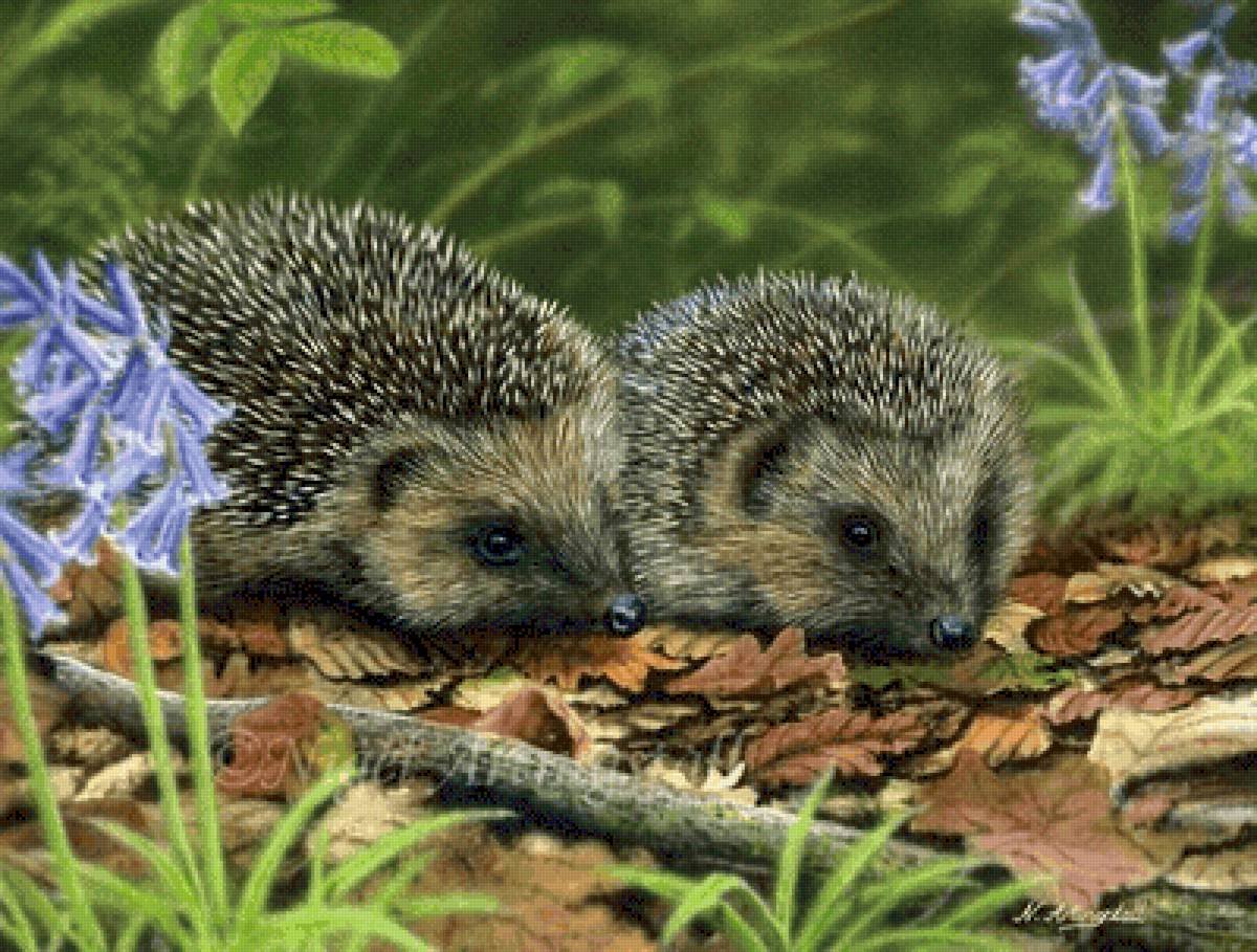 Еж с ежатами