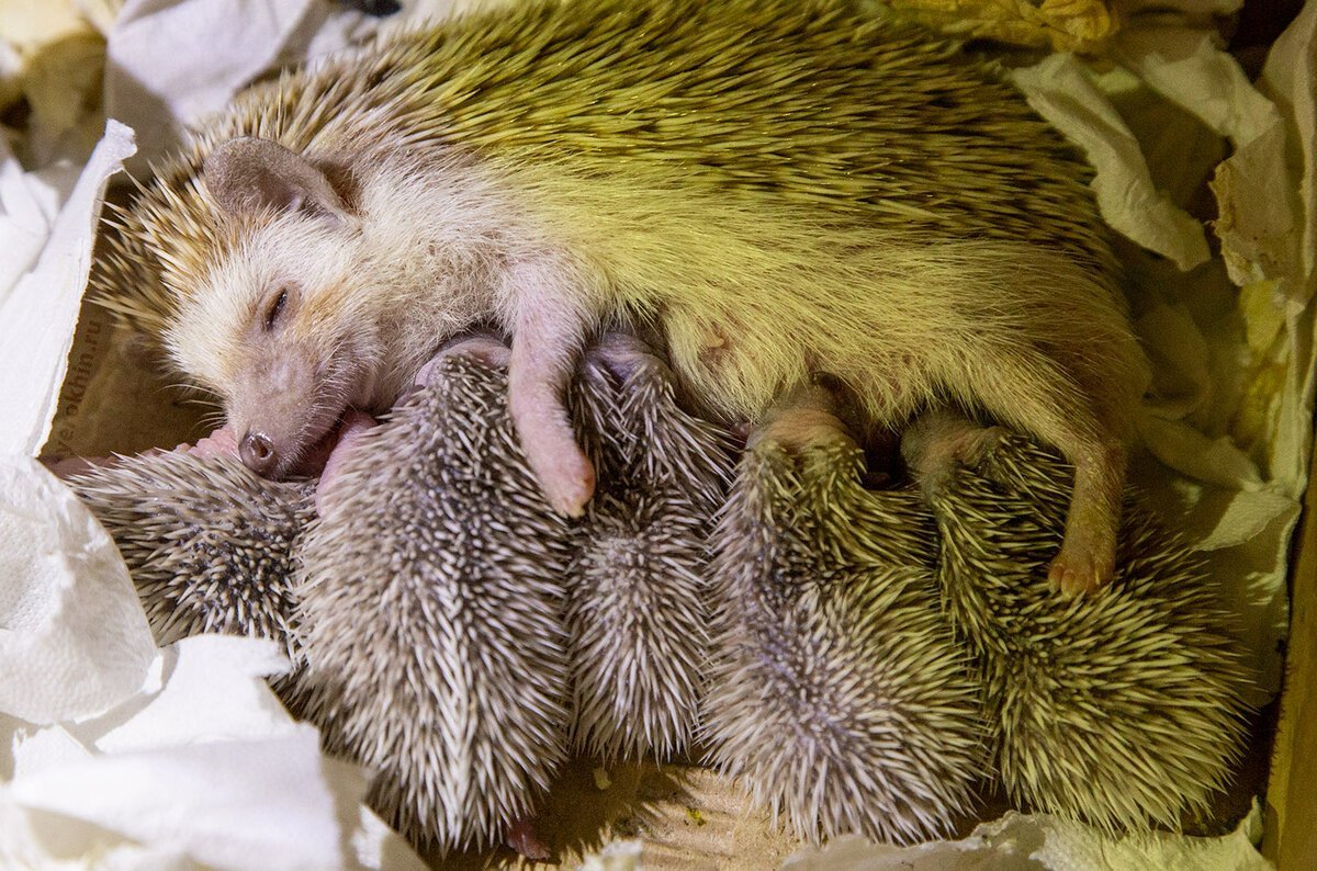 Еж ежонок ежата