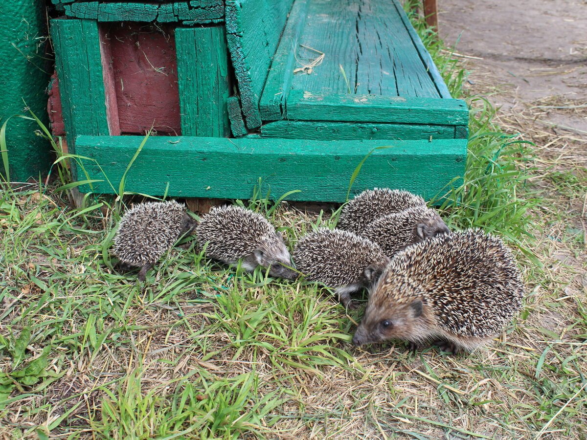 Еж с ежатами