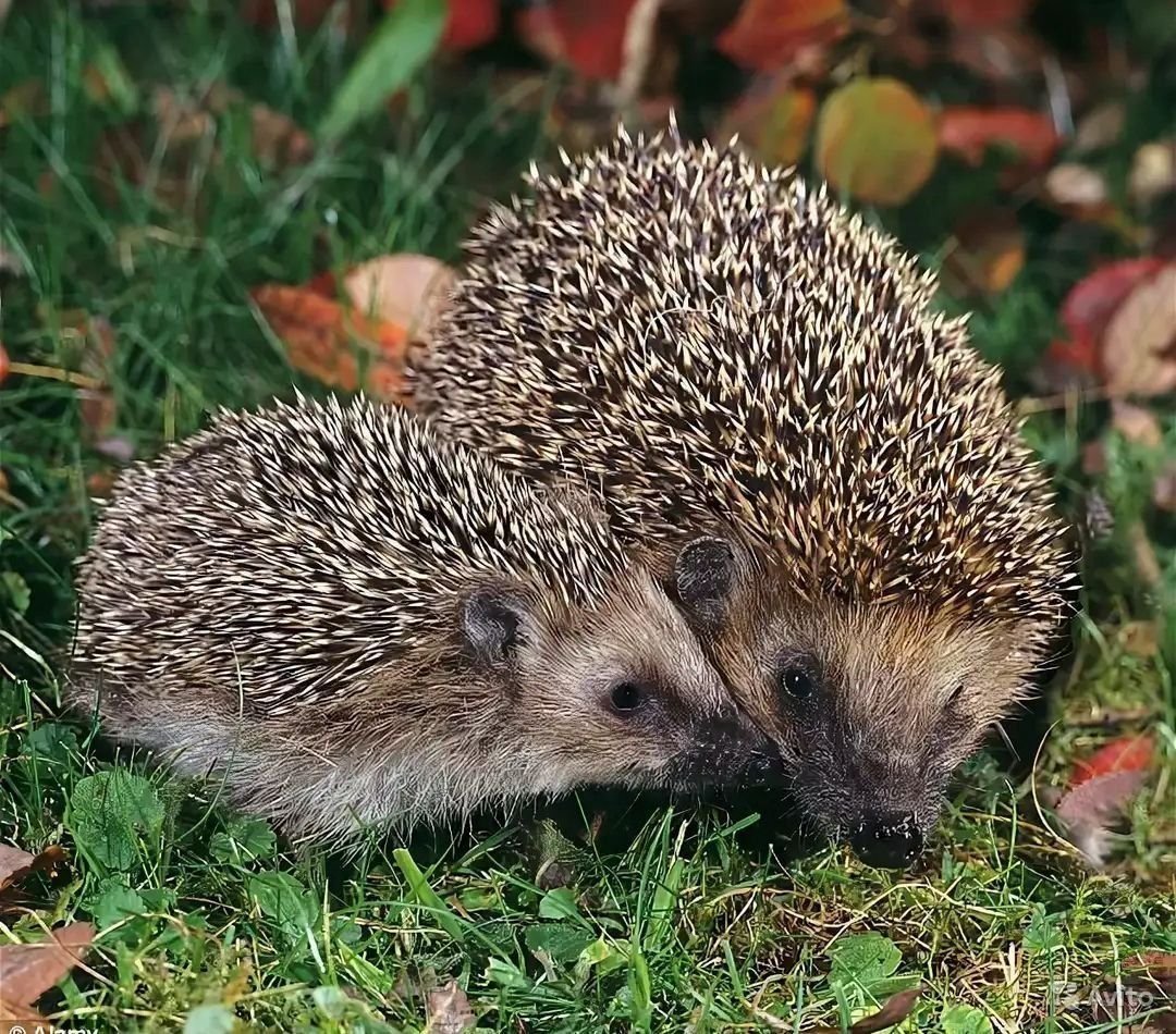 Амурский еж