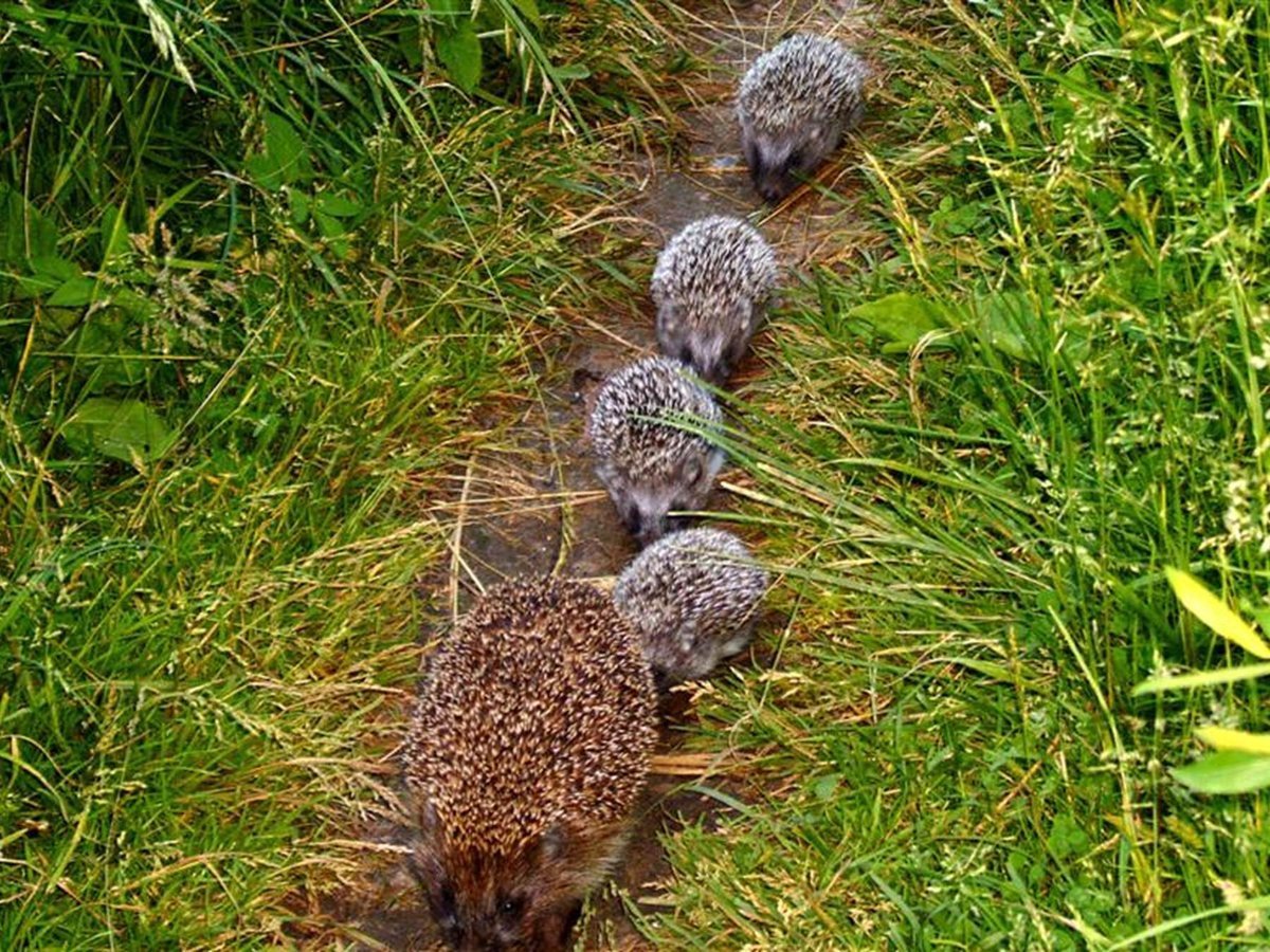 Еж с ежатами