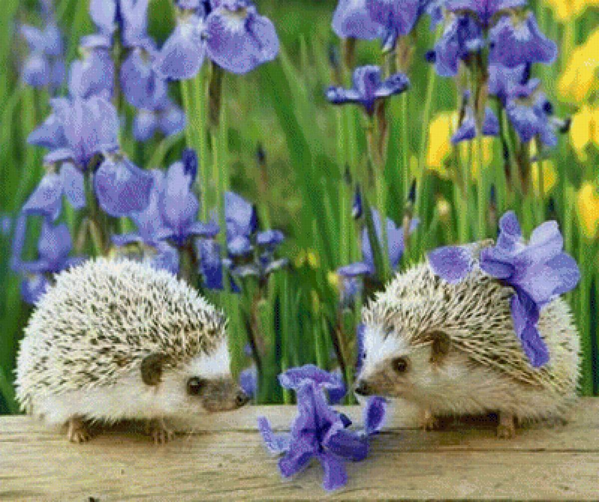 Доброе утро Ежик