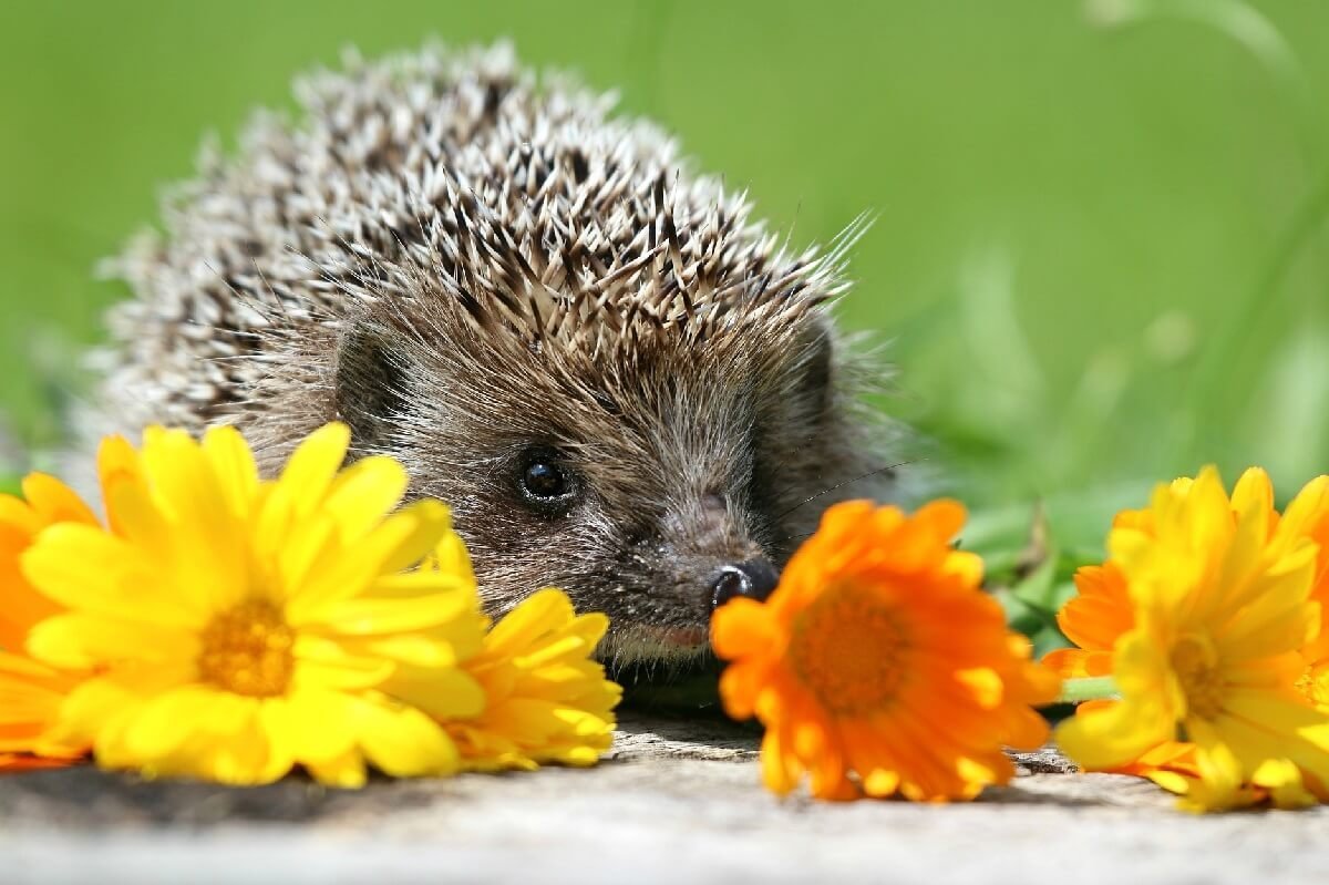 Ёжик и цветы