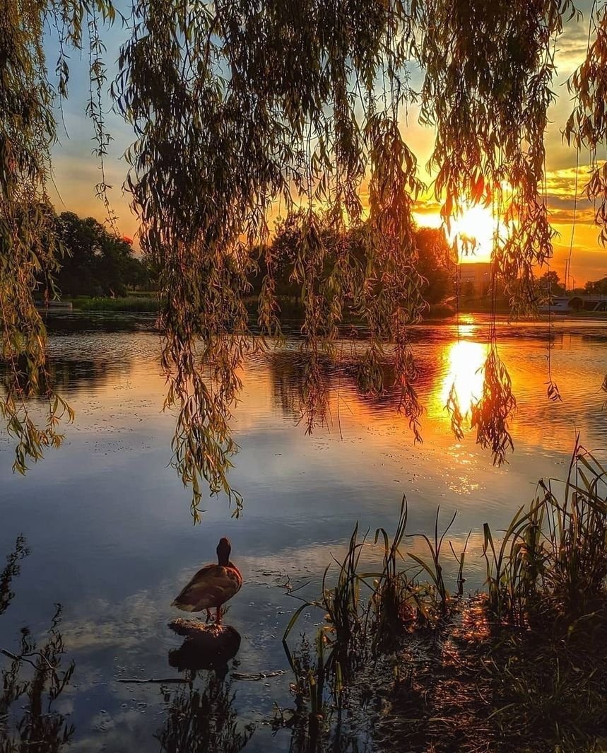 Выткался на озере алый свет зари Есенин