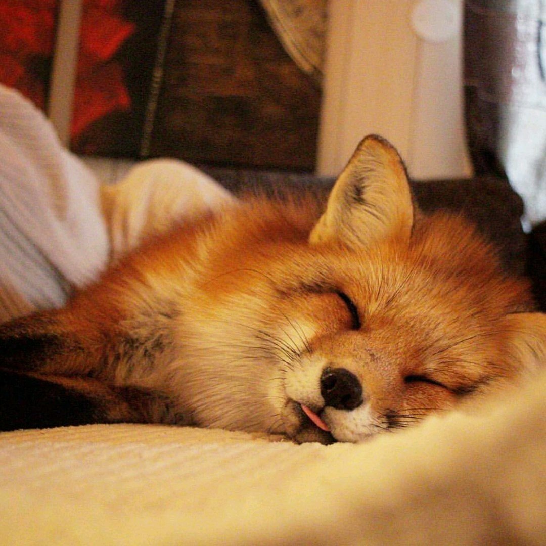 Спокойной ночи, лиса!