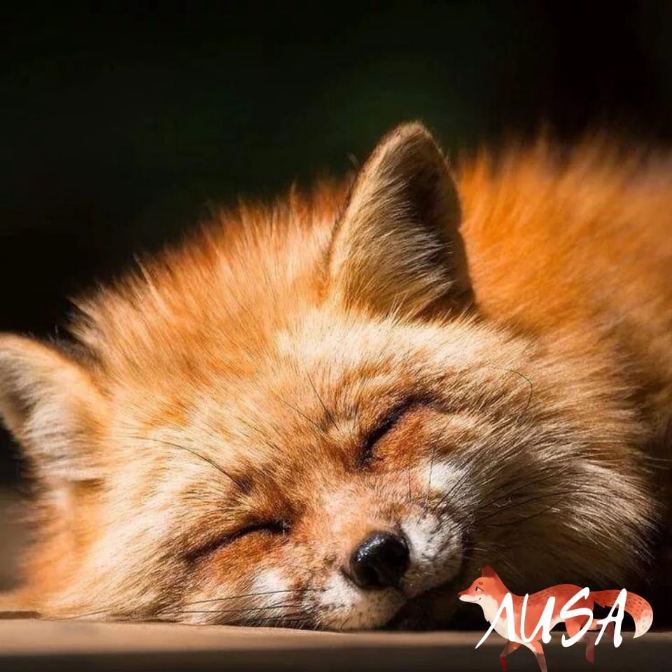 Спящий Лисенок
