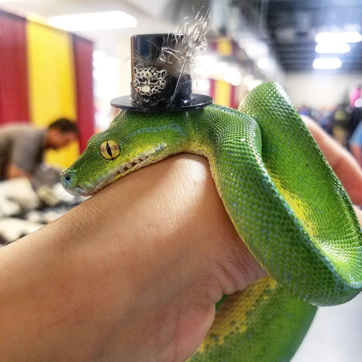 Веселая змея