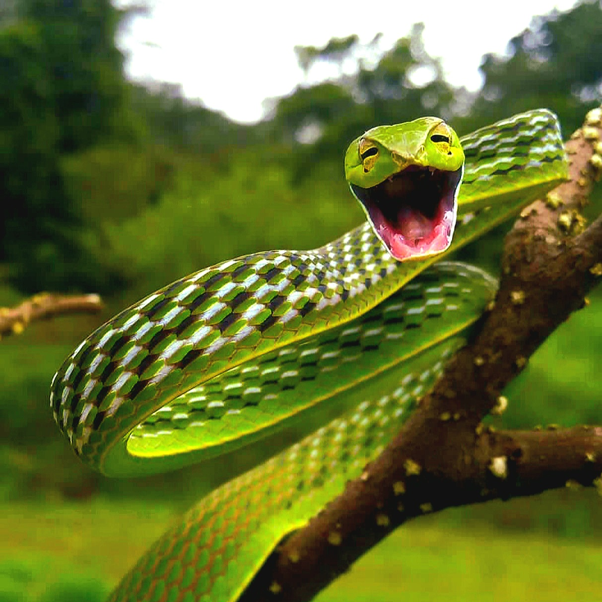 Травоядные змеи. Плетевидная змея. Длиннорылая плетевидка. Смешная змея. Змея улыбается.