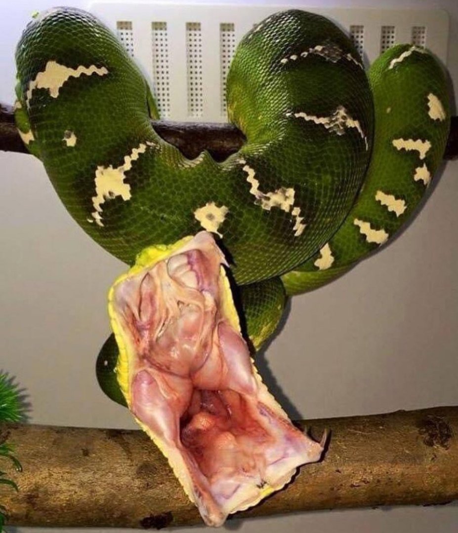 Самая смешная змея