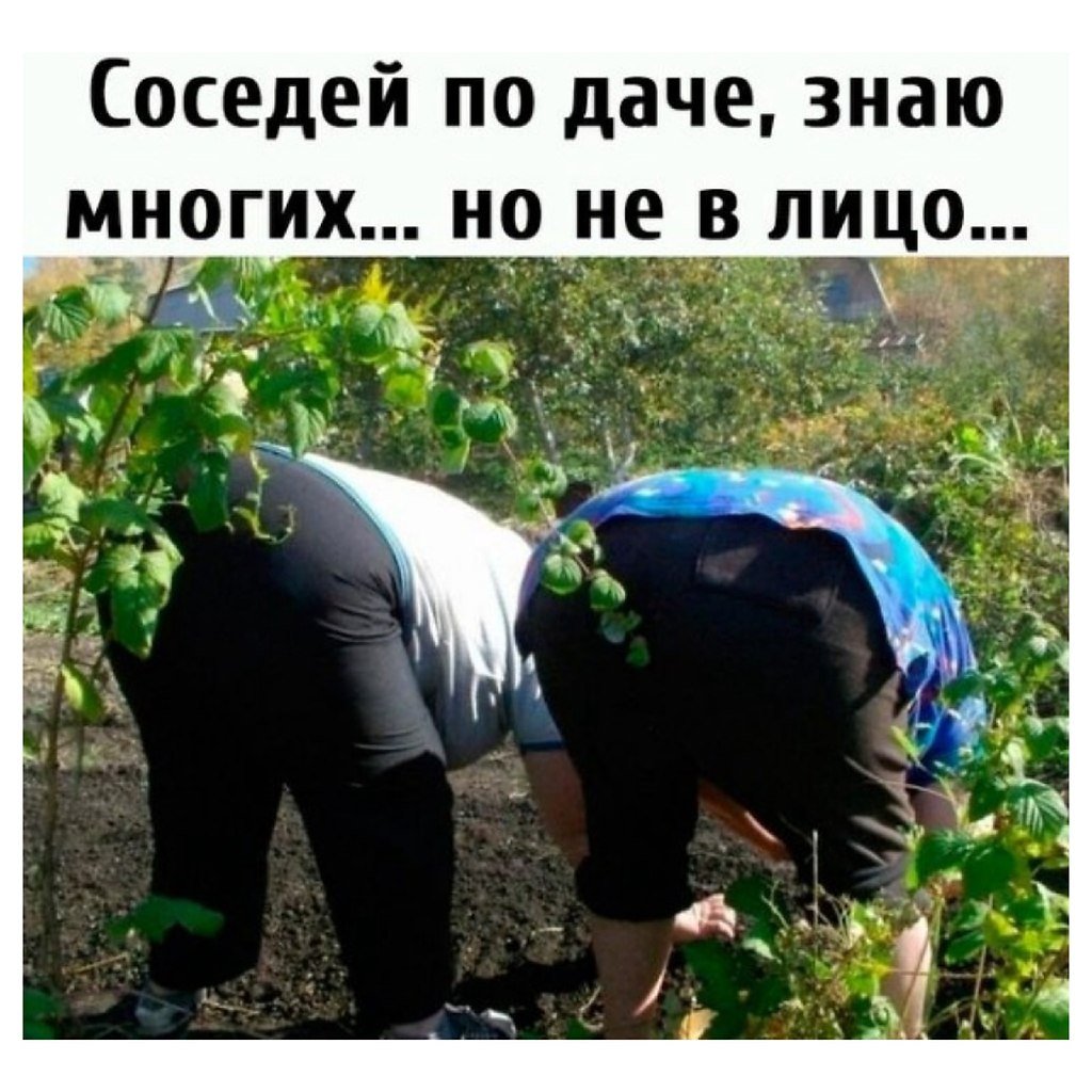 Дачники на грядках