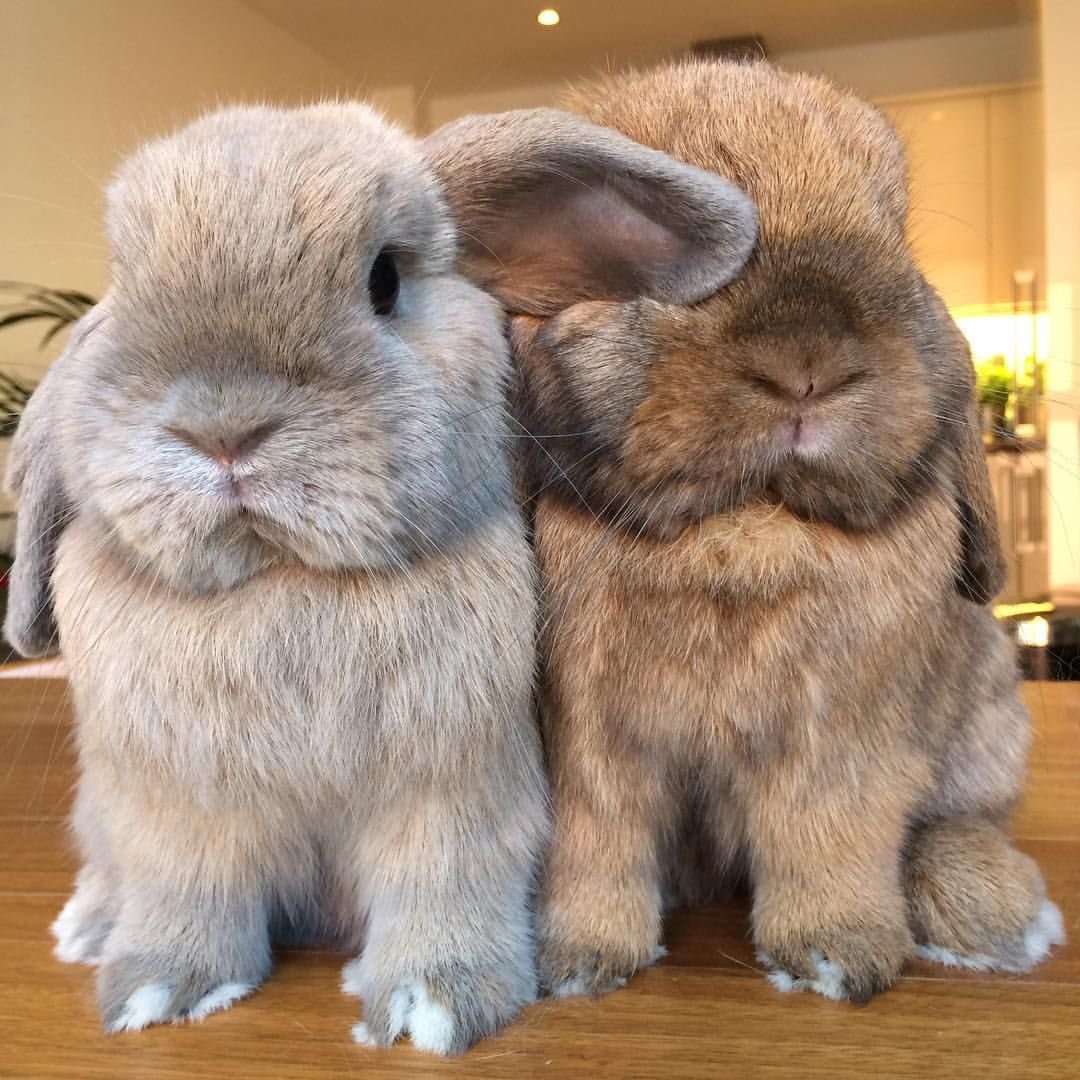 Синий кролик