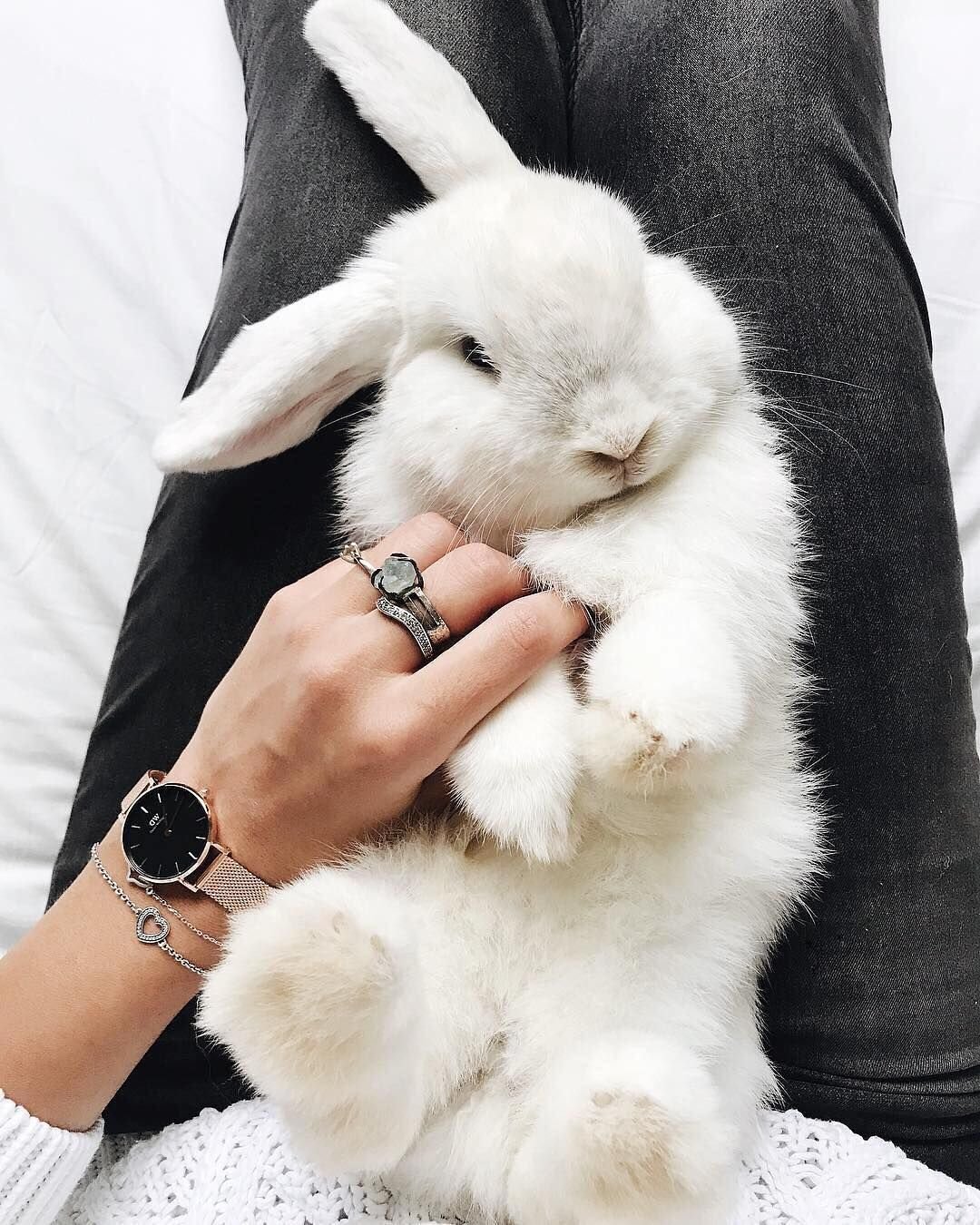 Кролик с бантиком