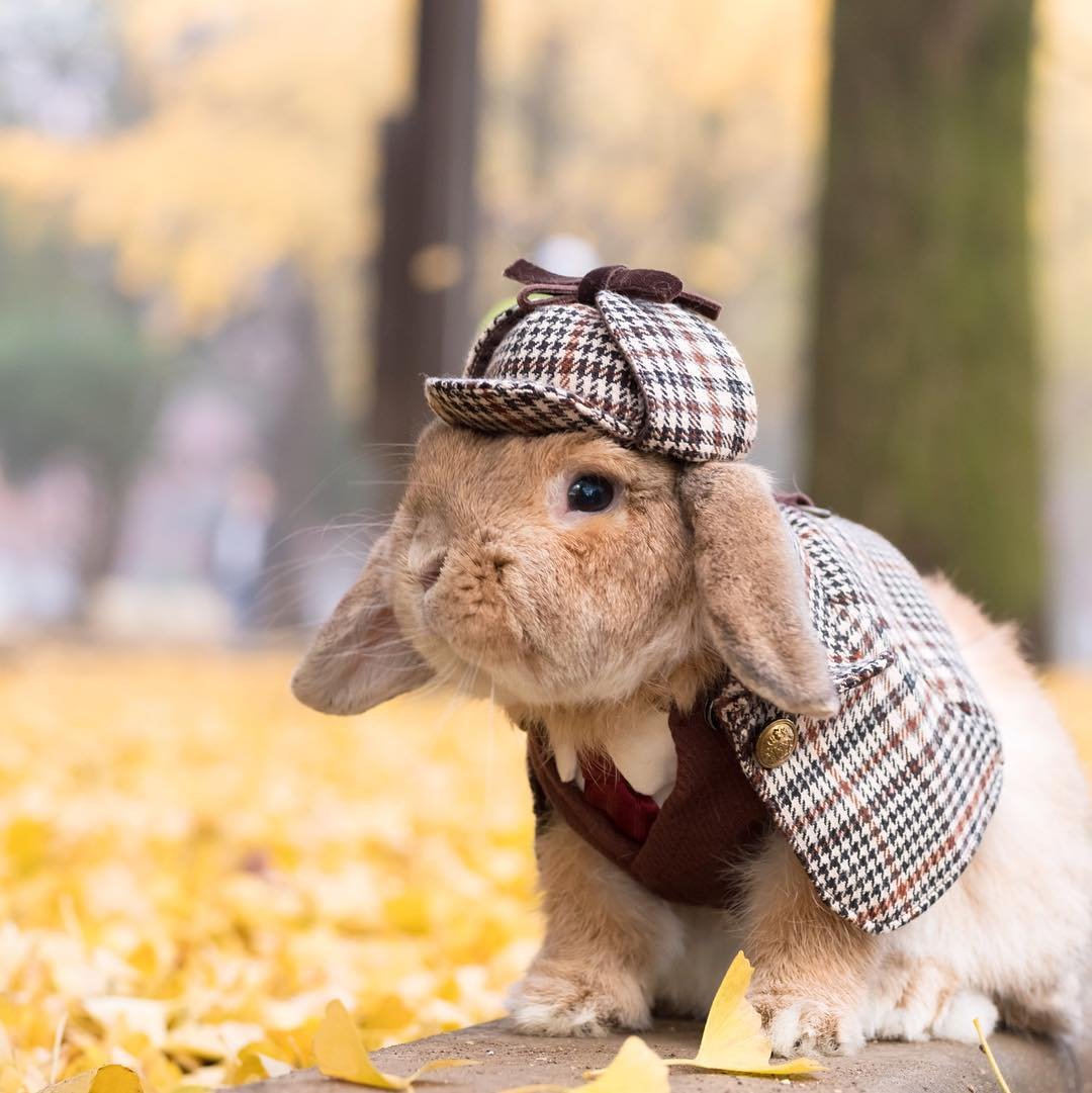 Кролик Эстетика