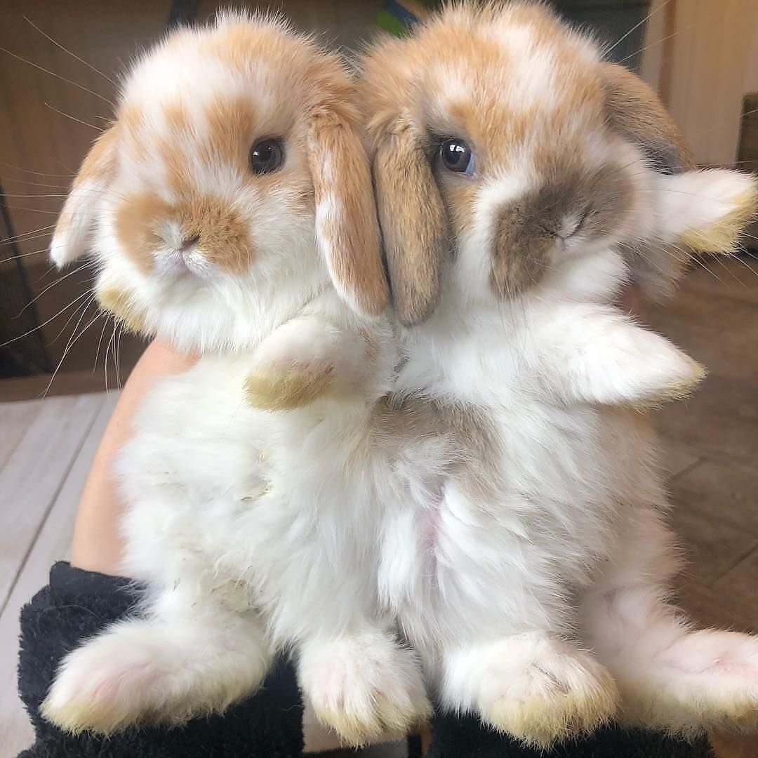 Милый кролик