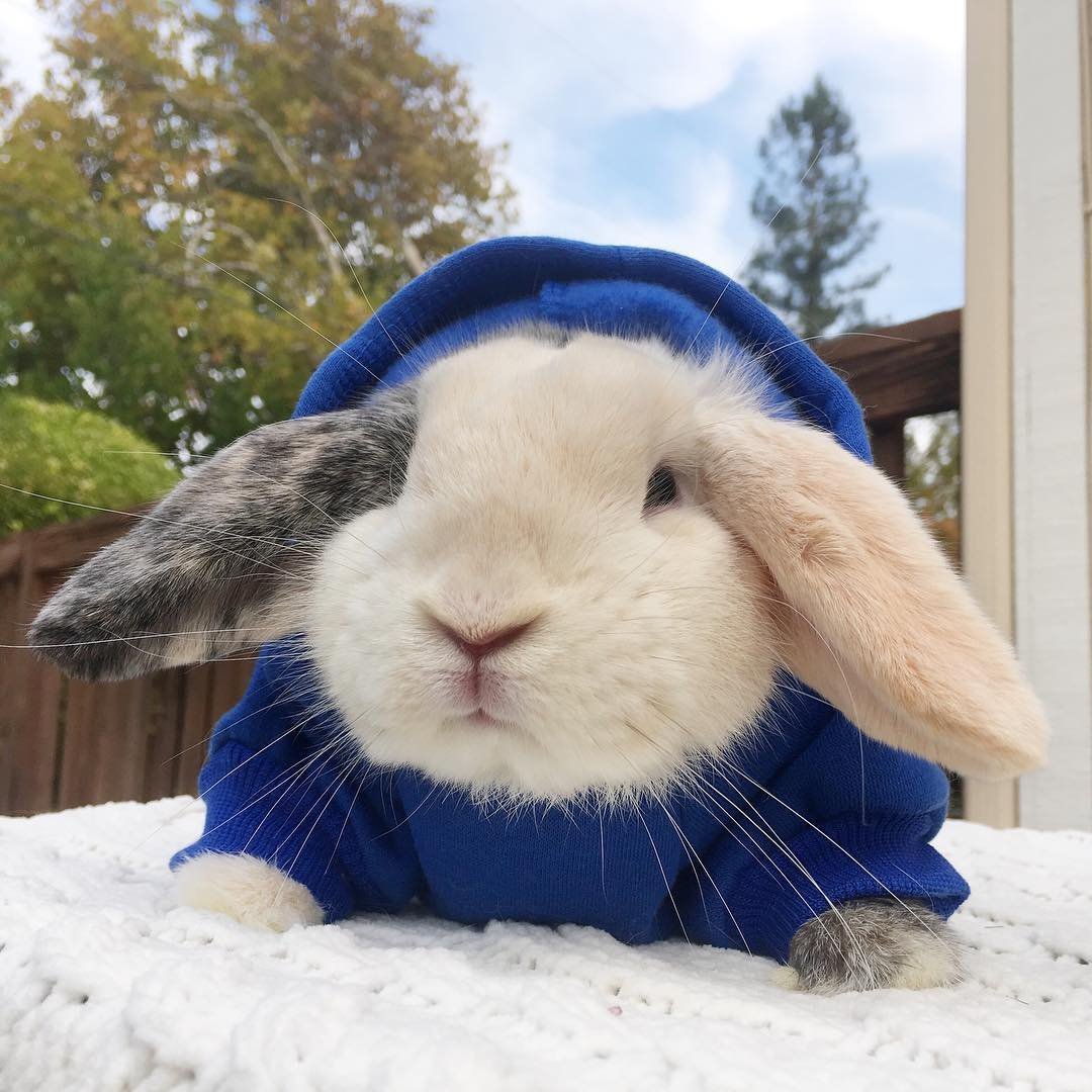 Грустный кролик