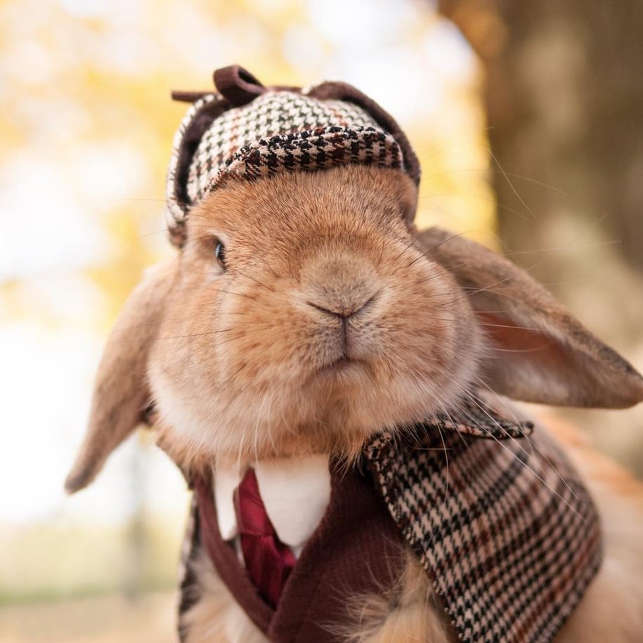 Человек с головой кролика