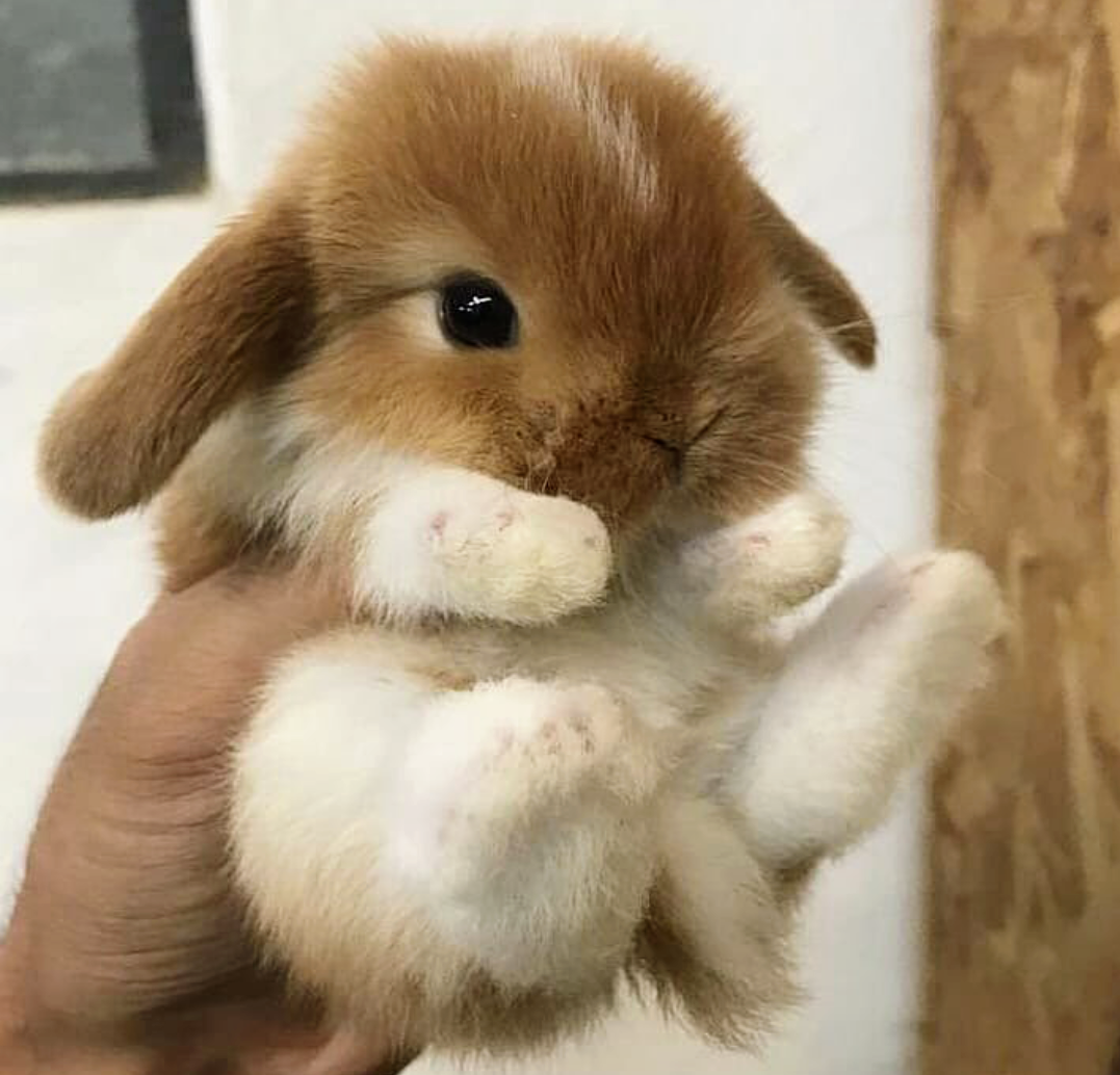 Рисунки милых животных