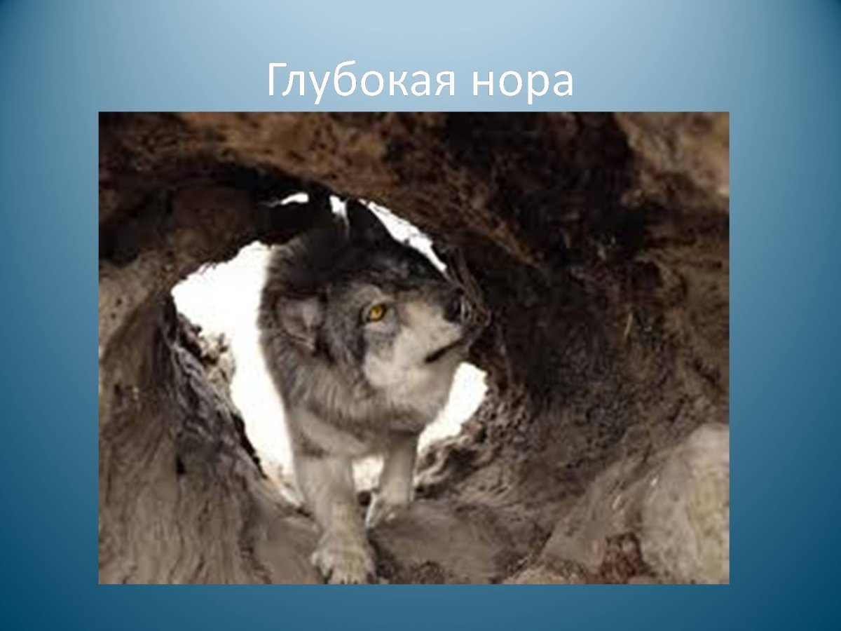 Логово волка