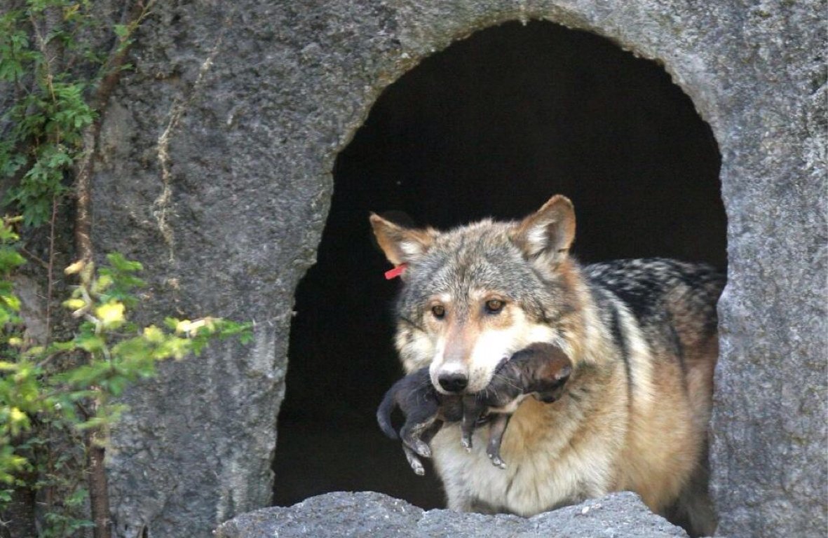 Волчья Берлога