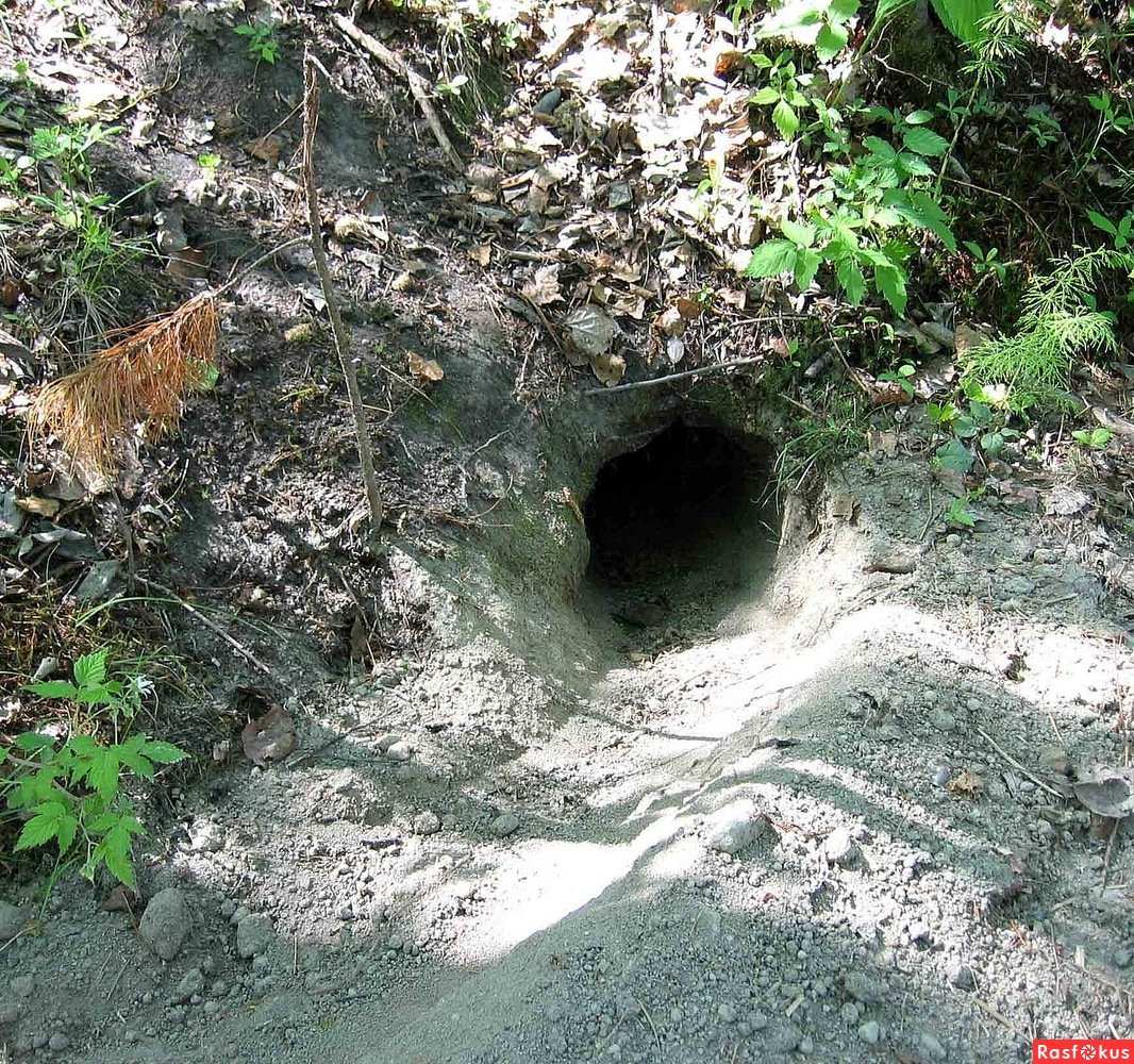 Волчье Логово жилище Волков