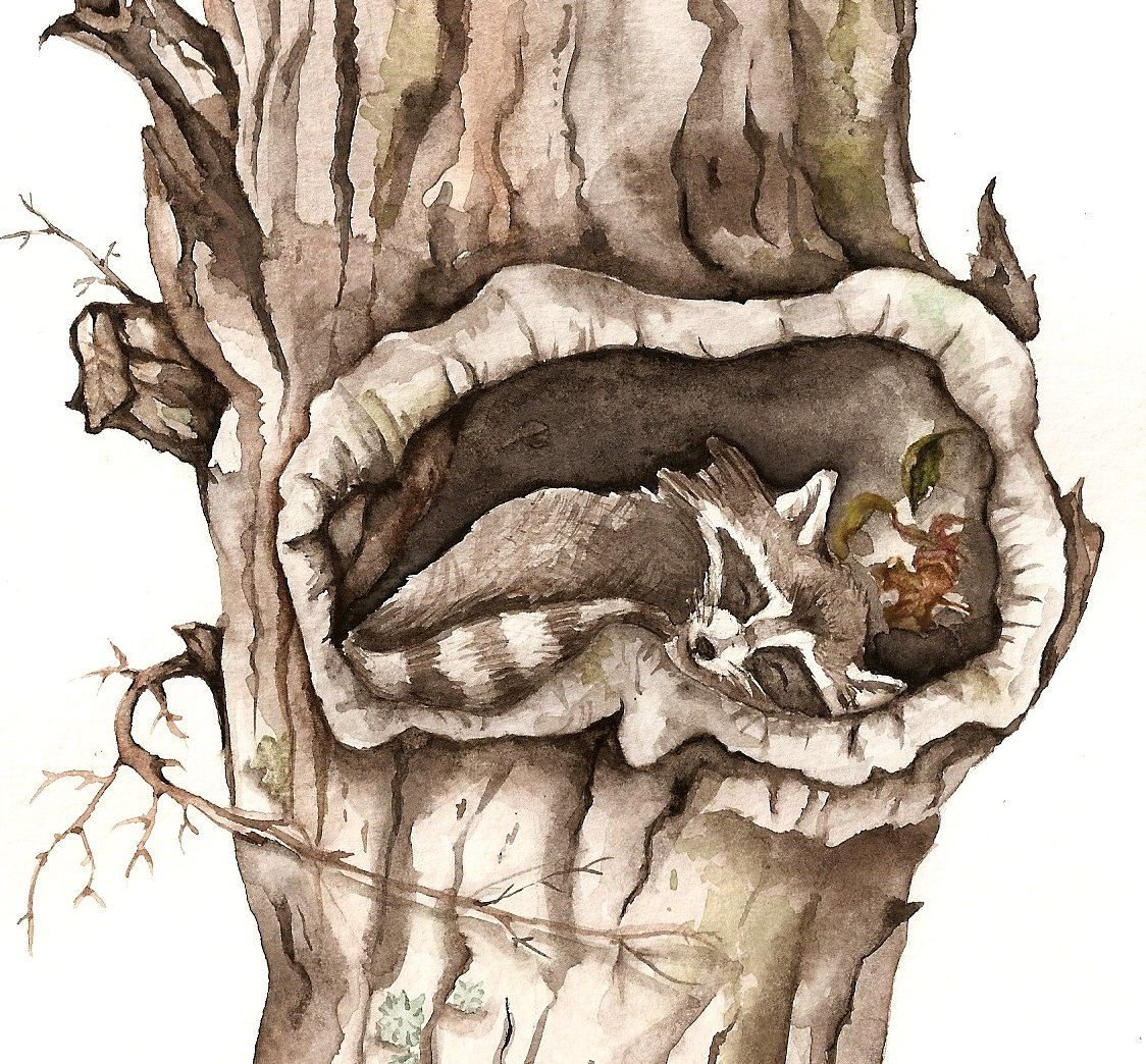 Норка в дупле